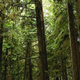 Image for article titled What is a tree's maximum possible height?